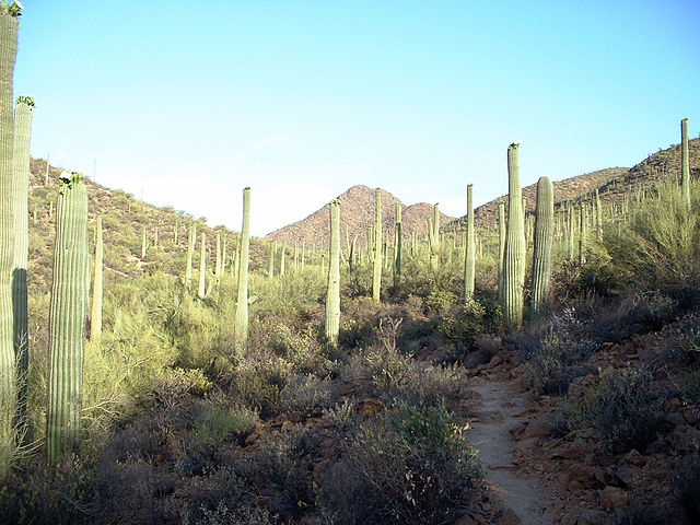 File:Saguaro Forest - Tucson Arizona - Relic38.JPG