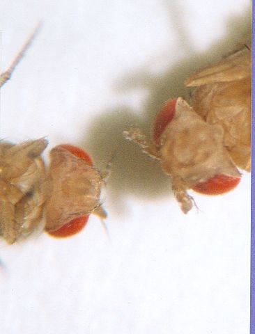 File:Antennapedia.jpg