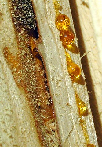 File:Gouttes-drops-resine-2.jpg