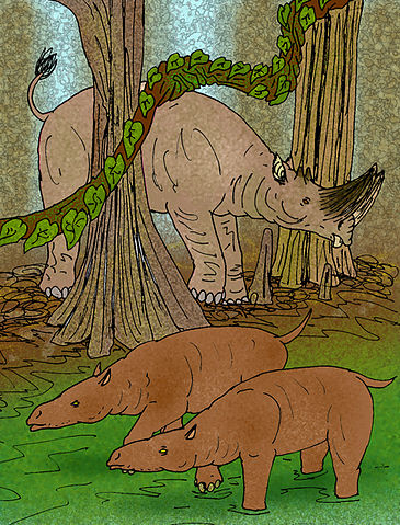 File:Bothriogenys fraasi.JPG