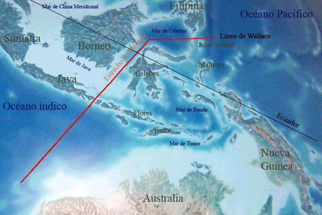 File:L&iacute;nea de Wallace.jpg
