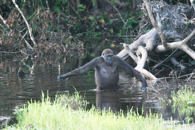 File:Gorilla tool use.png