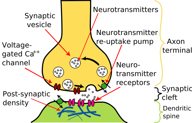 File:Synapse Illustration2 tweaked.svg