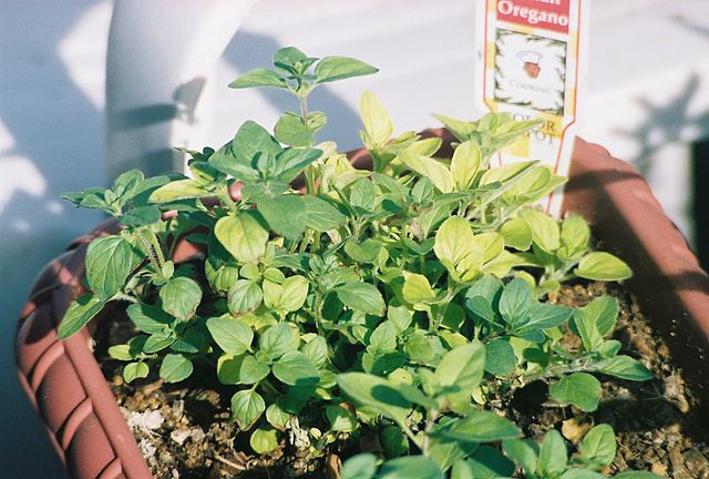 File:Oregano in Pot.jpg