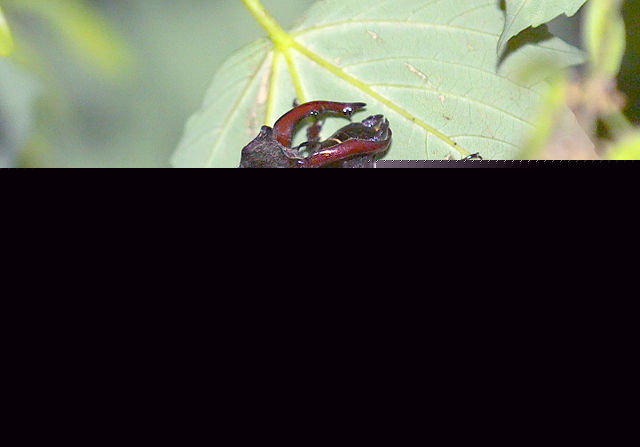 File:Stag-Mate1.jpg