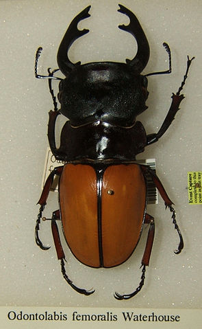 File:Odontolabis femoralis sjh.jpg