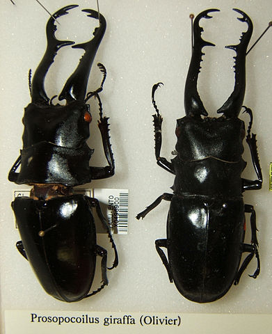 File:Prosopocoilus giraffa sjh.jpg