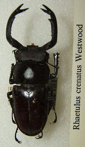 File:Rhaetulus crenatus sjh.jpg