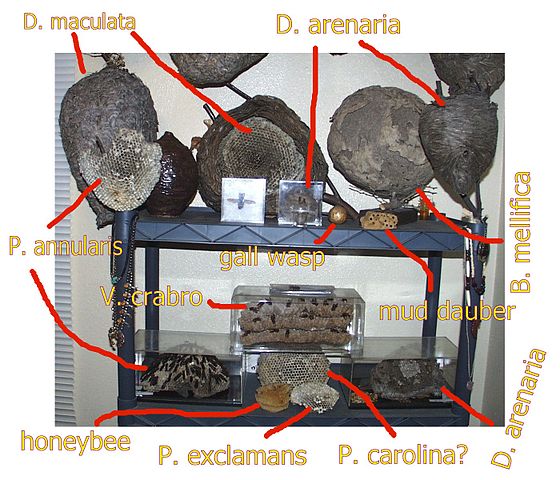 File:VariousNests.jpg