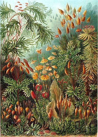File:Haeckel Muscinae.jpg