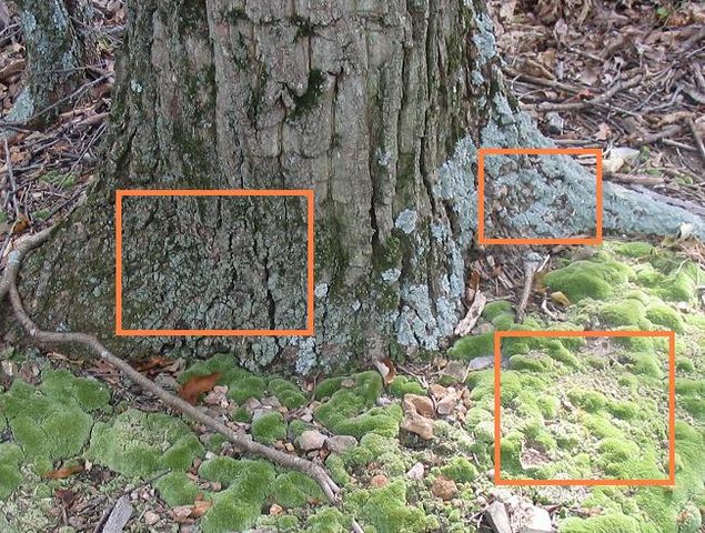 File:Three mosses and a tree.jpg