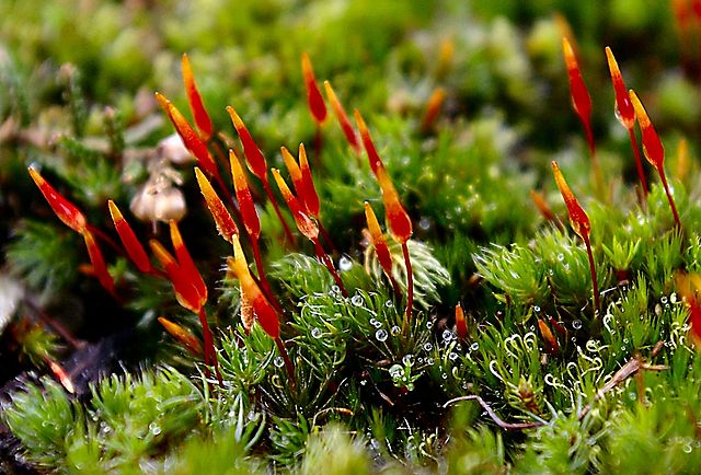 File:RedMoss.jpg