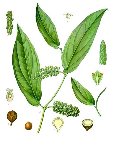 File:Piper cubeba - K&ouml;hler&ndash;s Medizinal-Pflanzen-244.jpg