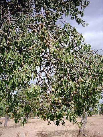 File:Ametllesjuliol.jpg