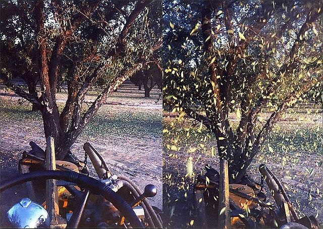 File:AlmondShakerbeforeafter.jpg