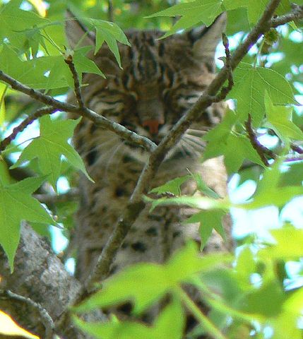 File:07-03Bobcat.jpg