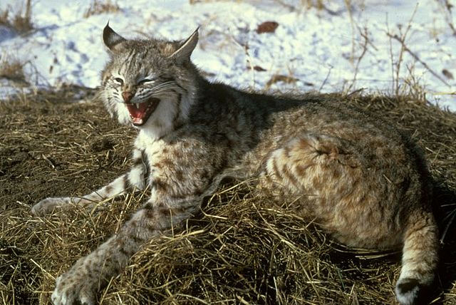 File:Rotluchs2.jpg