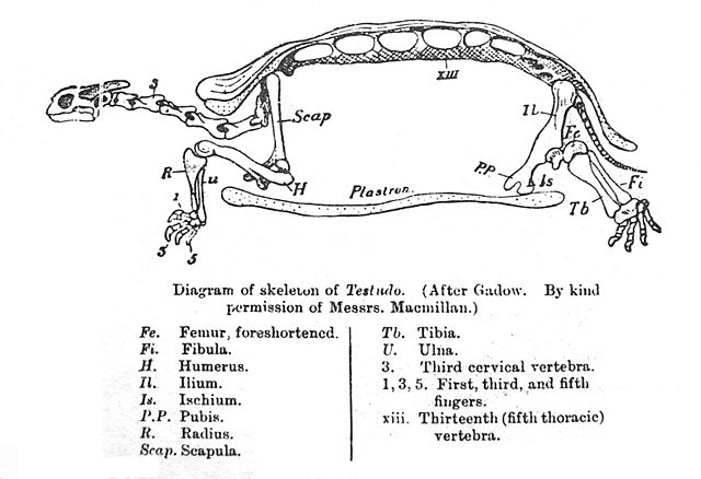 File:SmithTestudoSkeleton.jpg