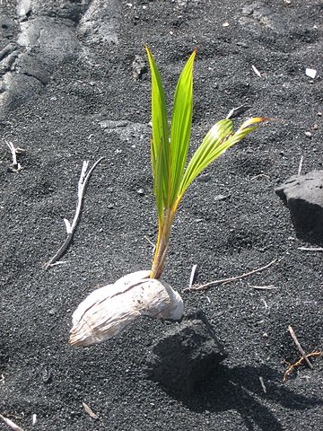 File:Coconut germinating on Black Sand Beach, Island of Hawaii.JPG