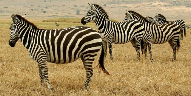 File:Tanzanian Animals.jpg