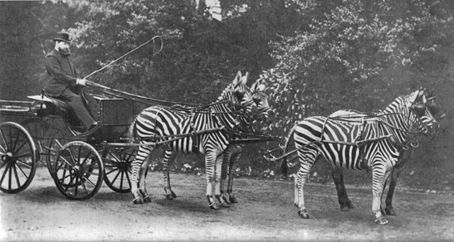 File:WalterRothschildWithZebras.jpg