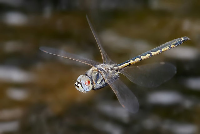 File:Tau Emerald inflight edit.jpg