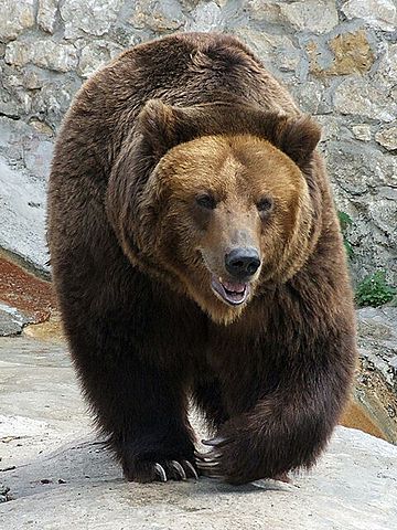 File:Medved mzoo.jpg