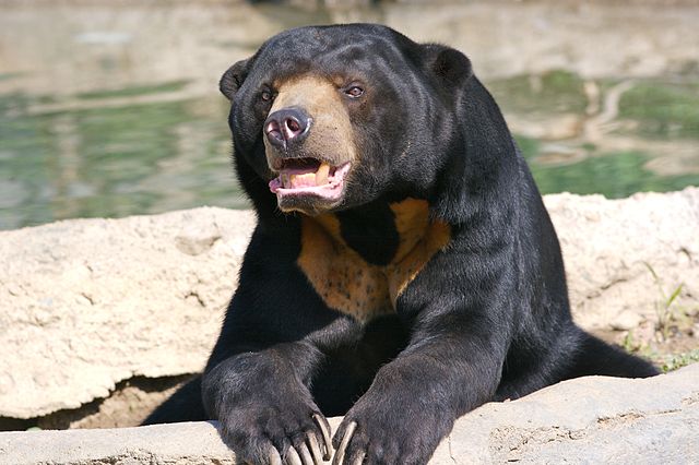 File:Sun Bear 7.jpg