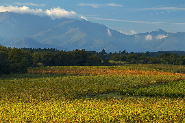 File:Vinepyrennees2.jpg