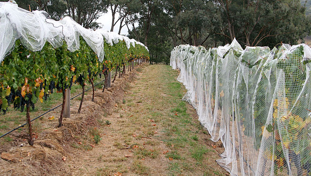 File:Vineyard.jpg