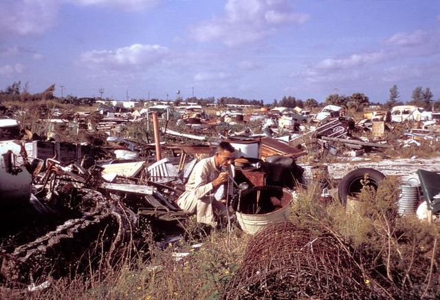 File:A aegypti eradication.jpg