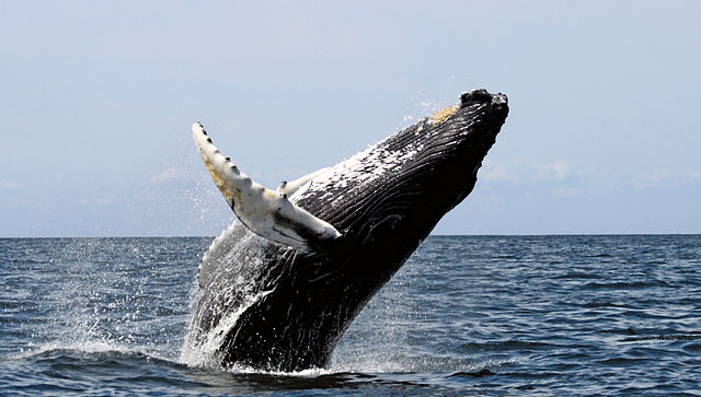 File:Humpback stellwagen edit.jpg