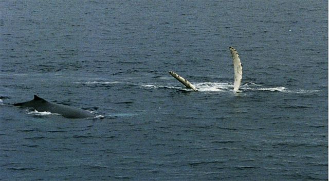 File:Humpback Whales in antarctica.jpg