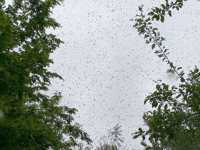 File:Essaim d'abeilles en vol (modifi&eacute;e).jpg