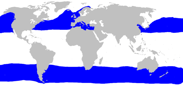 File:Basking shark distribution.gif