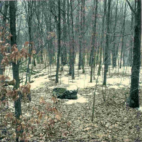 File:Brown Lake Bog OH.jpg