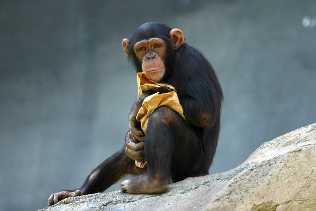 File:Lightmatter chimp.jpg