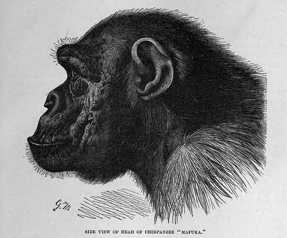 File:ChimpanzeeProfile.jpg