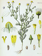 Matricaria recutita - K&ouml;hler&ndash;s Medizinal-Pflanzen-091.jpg