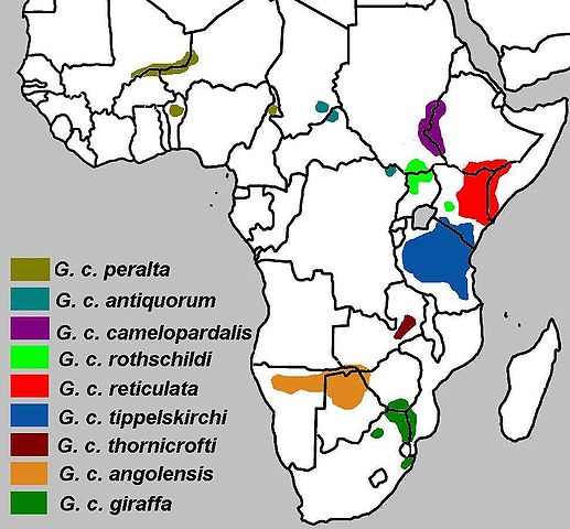 File:Giraffa camelopardalis subspecies map.jpg
