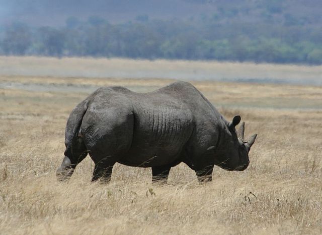 File:Black rhino Ngorongoro Crater 2.jpg