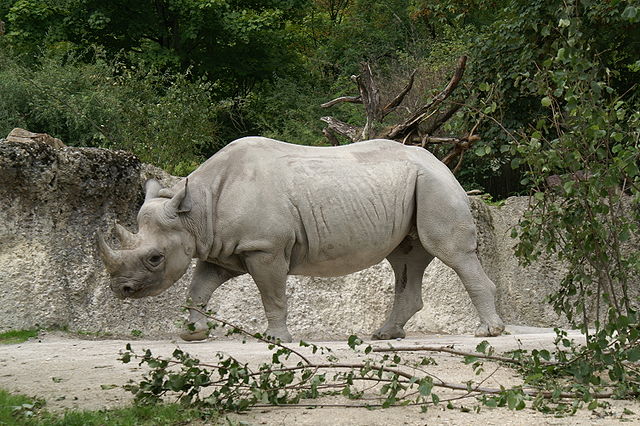 File:Ostafrikanisches Spitzmaulnashorn.JPG