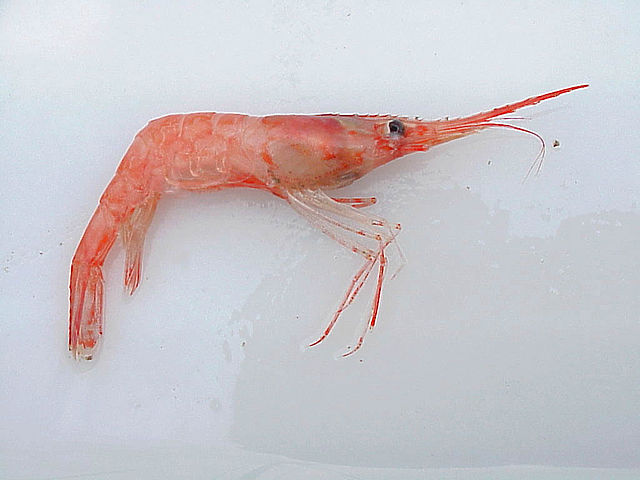 File:Pandborealisind.jpg