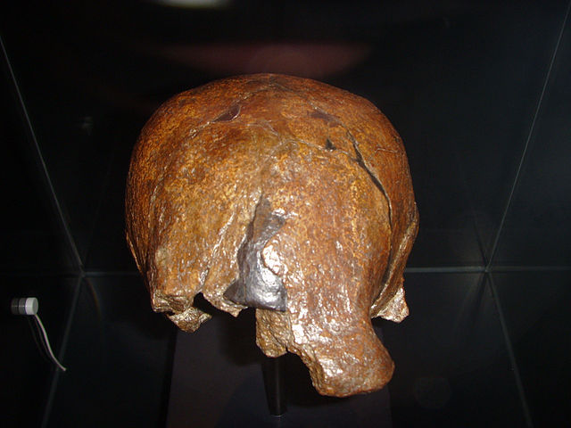 File:Calvaria Sangiran II (B).jpg