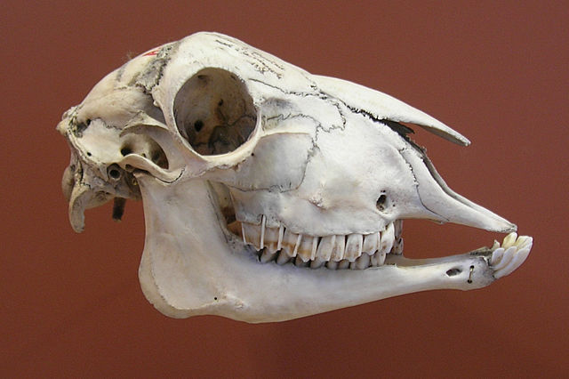 File:Cr&acirc;ne mouton.jpg