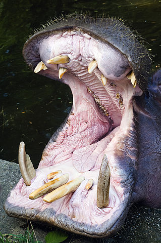 File:HippoJaw.jpg