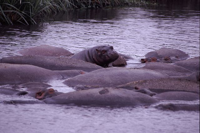 File:Curious Young Hippo.jpg
