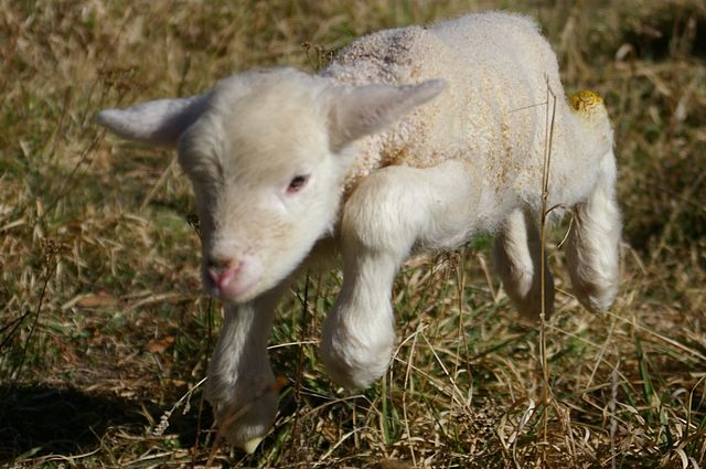 File:Lamb first steps.jpg