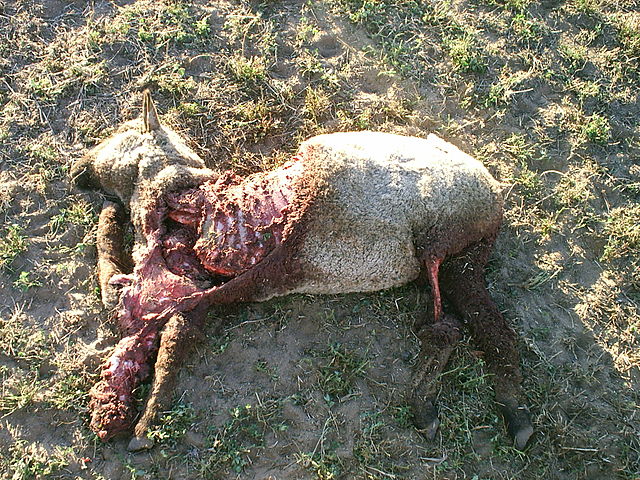 File:Domestic lamb coyote predation.jpg
