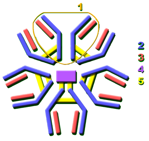 File:IgM white background.png